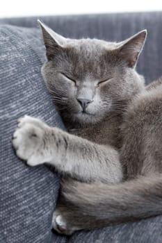 gray cat on a sofa