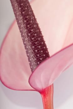 Orchid Macro