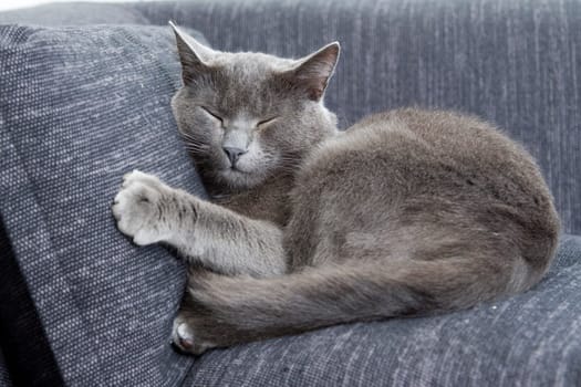 gray cat on a sofa