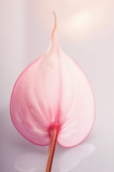 Orchid