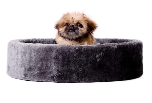 pekingese in a big basket