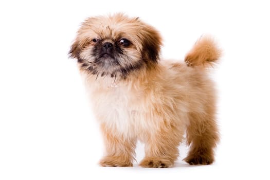 Sturdy pekingese dog