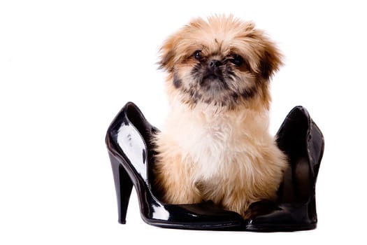 Puppy with style