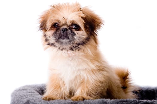 Cute pekingese dog