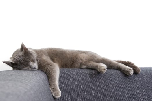 gray cat on a sofa