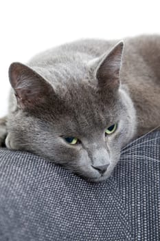 gray cat on a sofa