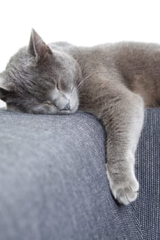 gray cat on a sofa
