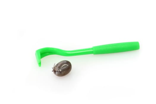 Castor bean tick