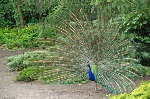 spreaded peacock