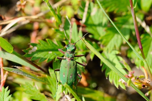 Sandpiper - Cicindela-campestris
