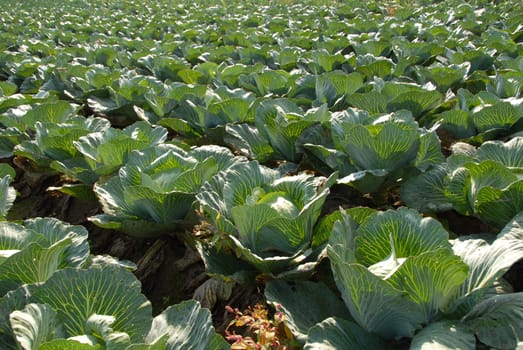 White cabbage field