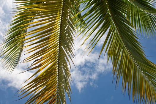 Palm trees in front of sky