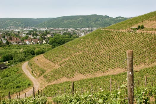 Vineyard and Trier in the Moselle Valley