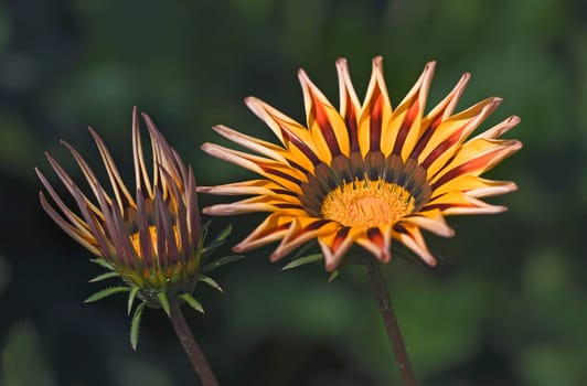 Gazania the Ice Flower 2