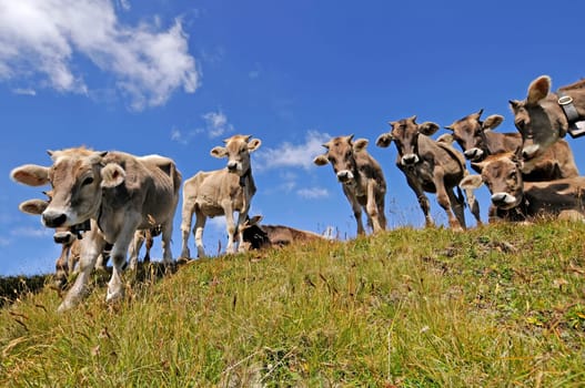 Herd of dairy cows