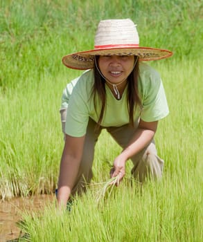 Asian woman at rice field,Thailand