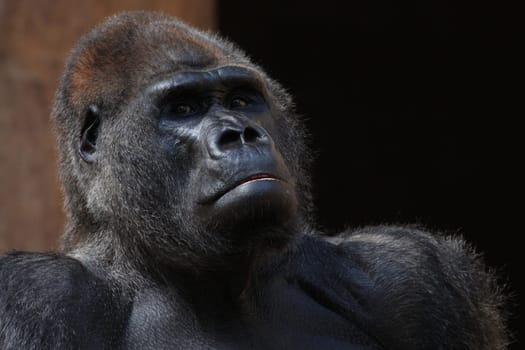 GorillaPortrait