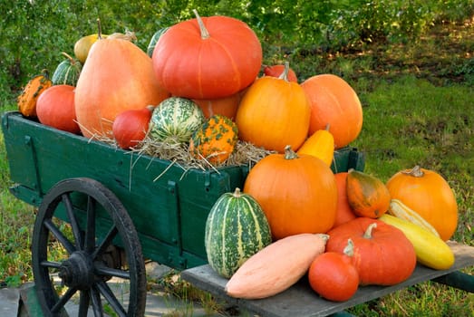 Colorful load of pumpkins