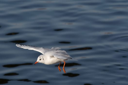 flying gull