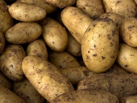 Potato