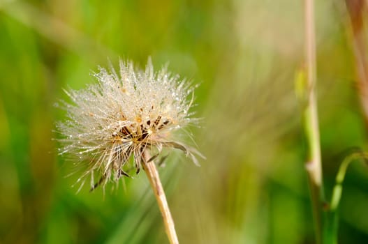 Common thistle - Cirsium vulgare