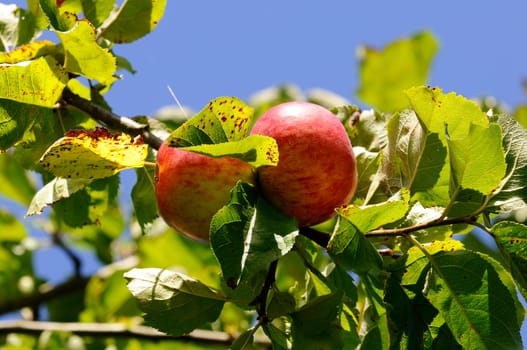 Fallen Fruit - Apple