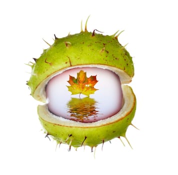 eye of autumn