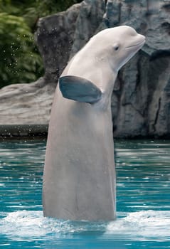 Beluga,fish of the white whales