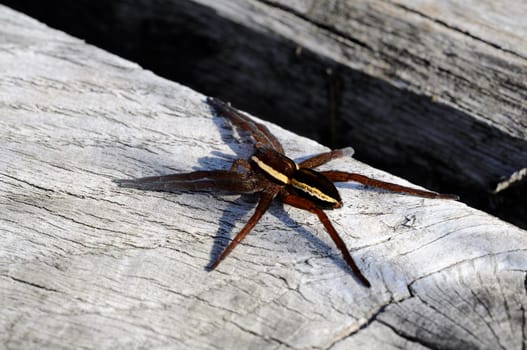 Edged hunting spider - Dolomedes-fimbriatus