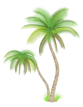 Palm trees