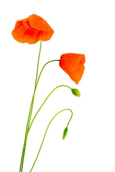 Fragile poppies
