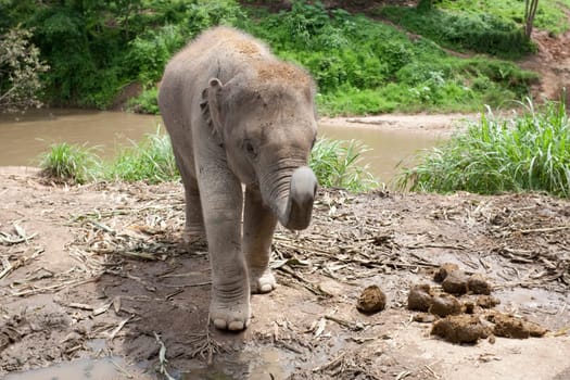 Little Elephant,Baby Elephant