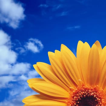 Sunflower background