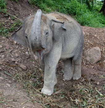Little Elephant,Baby Elephant