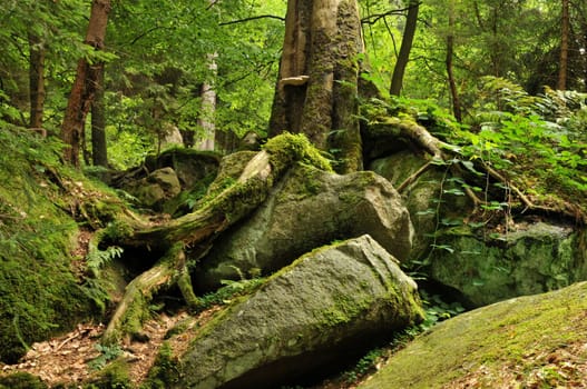 Recorded in the Harz Mountains
