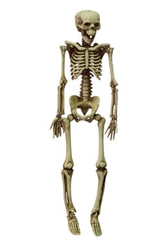 Skeleton