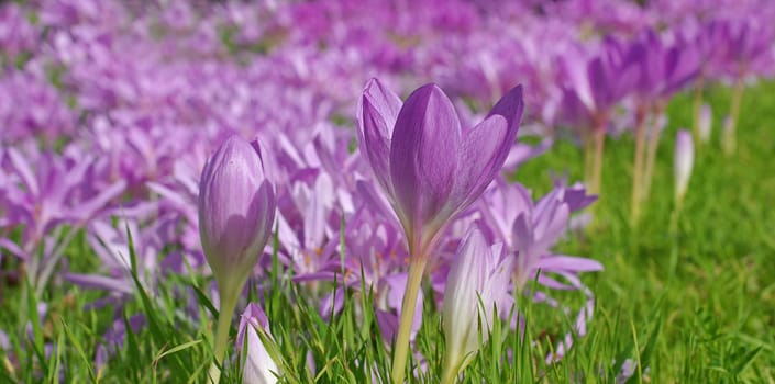 Autumn crocus
