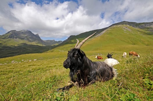 Mountain Goat