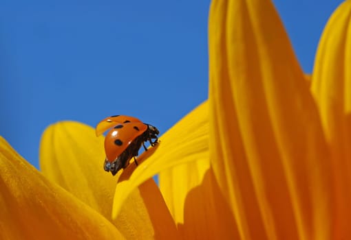 Ladybird