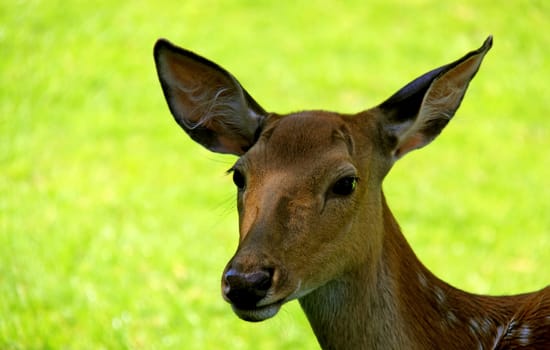 Fallow deer