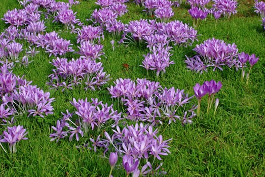 Autumn crocus
