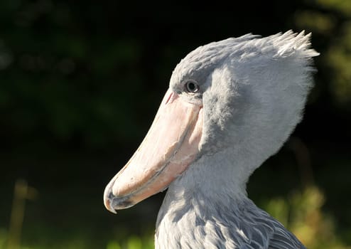 Portrait of a shoebill