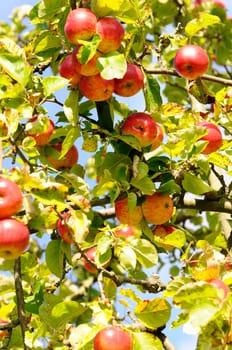 Fallen Fruit - Apple Tree