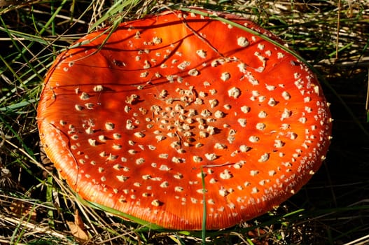 Toadstool,Amanita-muscaria-var.-muscaria - mushroom surface