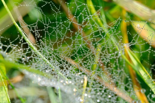 Spider web with dewdrops