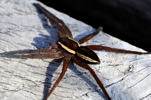 Edged hunting spider - Dolomedes-fimbriatus