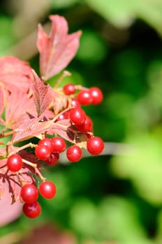 Snowball - Viburnum