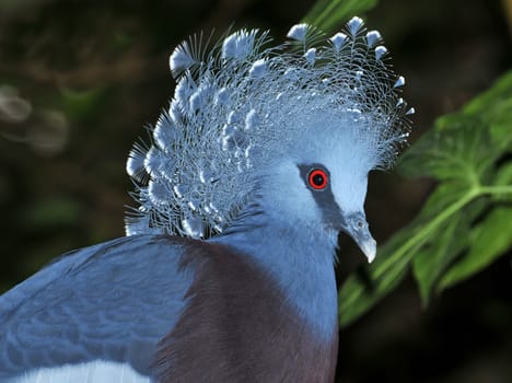 Crowned Dove