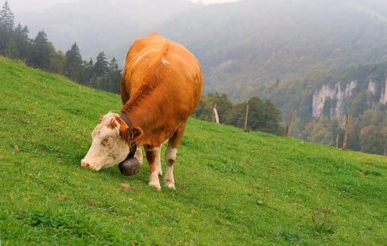 The cow on the mountain