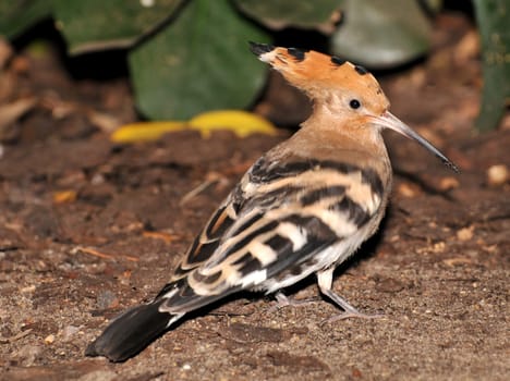 Hoopoe